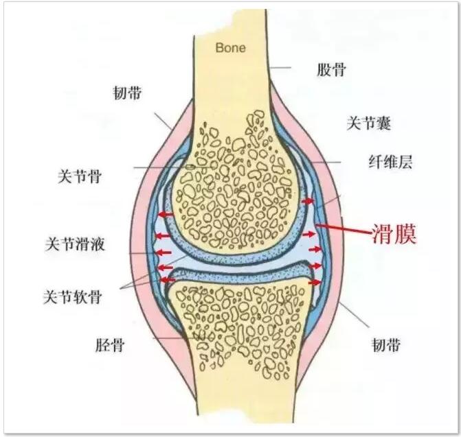 膝关节滑膜