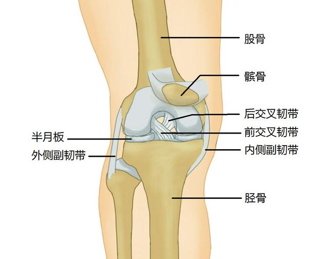 膝关节半月板的结构