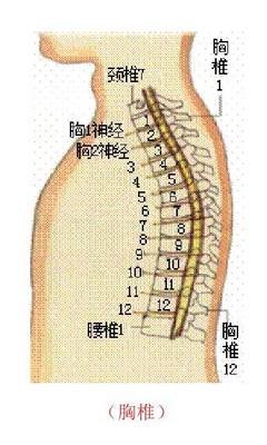 脊椎是人体的轴心，您是如何把“脊柱”弄垮的