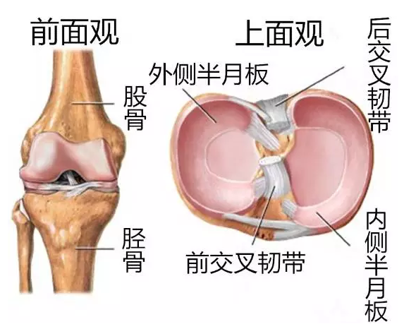 膝关节半月板形状 