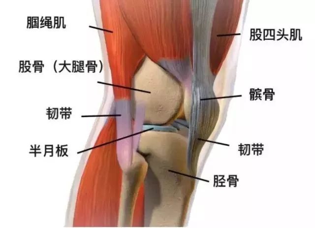 膝关节软组织